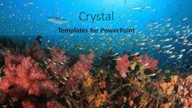  Presentation with coral reef - Audience pleasing PPT layouts consisting of underwater-coral-reef-and-fish backdrop and a cyan colored foreground