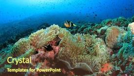  Presentation with fish ocean - Beautiful slide set featuring underwater coral reef and fish backdrop and a tawny brown colored foreground