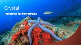  Presentation with coral reef - Cool new slide set with underwater-coral-reef-and-fish backdrop and a gray colored foreground