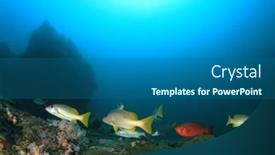  Presentation with coral reef - Amazing PPT layouts having underwater-coral-reef-and-fish backdrop and a ocean colored foreground