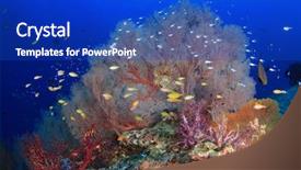  Presentation with coral reef - PPT theme consisting of underwater coral reef and fish background and a  colored foreground