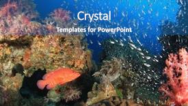  Presentation with coral reef - Audience pleasing PPT layouts consisting of underwater-coral-reef-and-fish backdrop and a teal colored foreground