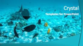  Presentation with tropical reef fish - Amazing PPT theme having underwater coral reef and fish in indian ocean maldives tropical clear turquoise water backdrop and a teal colored foreground