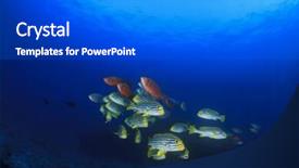  Presentation with coral - Colorful slides enhanced with underwater coral reef fish oriental sweetlips and bigeyes backdrop and a gray colored foreground