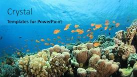  Presentation with sea coral - Slide set consisting of underwater coral reef with fish in red sea background and a cyan colored foreground