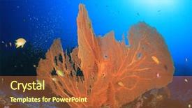  Presentation with coral reef - Theme having fish in indian ocean background and a red colored foreground