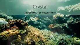  Presentation with sea coral - Presentation theme consisting of underwater-coral-reef background and a seafoam green colored foreground