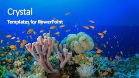 Presentation with underwater - Cool new slide deck with underwater corals sponge and fish backdrop and a cobalt blue colored foreground