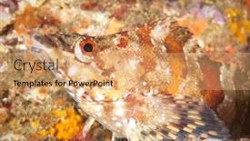  Presentation with underwater - Slide deck enhanced with underwater-fish-called-a-painted background and a coral colored foreground