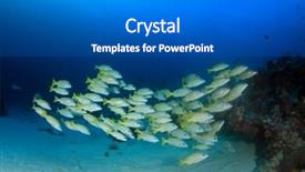  Presentation with underwater - Cool new slide set with underwater-fish-school-yellow-snappers backdrop and a gray colored foreground