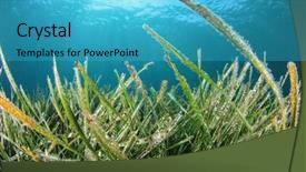  Presentation with underwater - Presentation design having underwater green grass background and a teal colored foreground