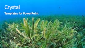  Presentation with sea water - Colorful PPT layouts enhanced with young kid giving gorgeous red rose to his mom studio shot isolated on black background backdrop and a light gray colored foreground