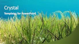  Presentation with sea water - Theme enhanced with underwater green sea grass background and a teal colored foreground