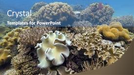  Presentation with coral - Amazing presentation design having underwater-hard-and-soft-coral backdrop and a teal colored foreground