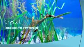  Presentation with dragon - Cool new PPT layouts with underwater image of a sea dragon backdrop and a ocean colored foreground