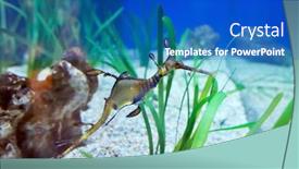  Presentation with dragon - Colorful presentation enhanced with underwater image of a sea dragon backdrop and a teal colored foreground