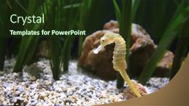  Presentation with dragon - Audience pleasing presentation consisting of underwater image of a sea dragon backdrop and a tawny brown colored foreground