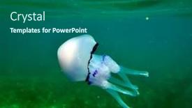  Presentation with jellyfish - 