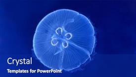  Presentation with jellyfish - 
