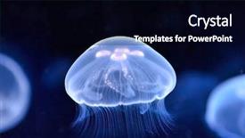  Presentation with underwater - Audience pleasing theme consisting of underwater image of jellyfishes backdrop and a black colored foreground