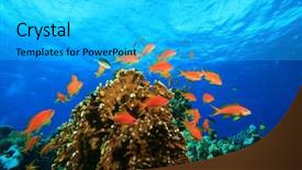  Presentation with coral - PPT layouts enhanced with underwater image of lyretail anthias fish and coral reef background and a cyan colored foreground