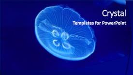  Presentation with jellyfish - Presentation design consisting of underwater image of moon jellyfish background and a navy blue colored foreground