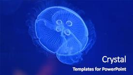  Presentation with moon - Slide deck consisting of underwater image of moon jellyfishes background and a royal blue colored foreground