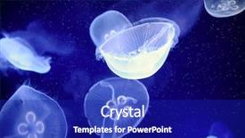  Presentation with moon - Audience pleasing slide deck consisting of underwater image of moon jellyfishes backdrop and a royal blue colored foreground