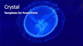  Presentation with moon - PPT layouts having underwater image of moon jellyfishes background and a navy blue colored foreground