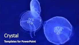  Presentation with underwater industry - Audience pleasing presentation theme consisting of underwater image of moon jellyfishes backdrop and a  colored foreground