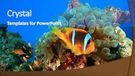  Presentation with underwater wild nature sea life - Beautiful PPT theme featuring rice lake in wildlife management backdrop and a tawny brown colored foreground