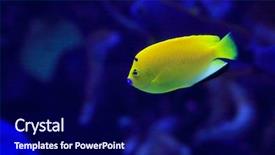  Presentation with fishes - Audience pleasing theme consisting of underwater image of reef and colorful fishes backdrop and a navy blue colored foreground
