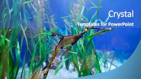 Presentation with underwater wild nature sea life - PPT layouts featuring underwater image of sea dragon background and a  colored foreground