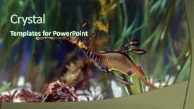  Presentation with dragon - Beautiful slides featuring underwater image of sea dragon backdrop and a tawny brown colored foreground