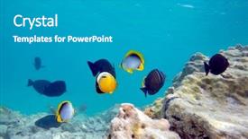  Presentation with butterfly moving - Beautiful slides featuring underwater image of tropical butterfly backdrop and a light gray colored foreground