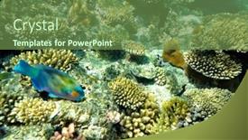  Presentation with underwater - Colorful PPT theme enhanced with underwater image of tropical fish bullethead parrotfish - scarus chlorurus sordidus backdrop and a tawny brown colored foreground