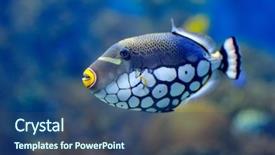  Presentation with fishes - Slide deck with underwater image of tropical fishes background and a ocean colored foreground