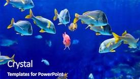  Presentation with underwater - Presentation theme having underwater image of tropical fishes background and a navy blue colored foreground