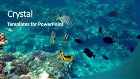  Presentation with tropical reef fish - Colorful PPT theme enhanced with underwater image of tropical fishes backdrop and a ocean colored foreground