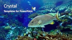  Presentation with tuna fish underwater in ocean - Colorful PPT layouts enhanced with underwater image of tropical fishes backdrop and a  colored foreground