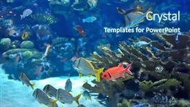  Presentation with tuna fish underwater in ocean - Slides featuring underwater image of tropical fishes background and a ocean colored foreground