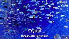  Presentation with tuna fish underwater in ocean - Cool new presentation theme with underwater image of tropical fishes backdrop and a  colored foreground