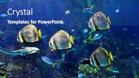  Presentation with fishes - 