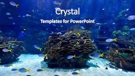  Presentation with fishes - Slide set with underwater image of tropical fishes background and a navy blue colored foreground