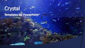  Presentation with tuna fish underwater in ocean - Slide deck consisting of underwater image of tropical fishes background and a  colored foreground