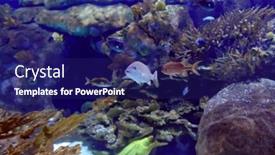  Presentation with fishes - 