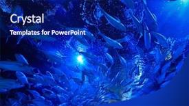  Presentation with fishes - PPT theme with underwater image of tropical fishes background and a  colored foreground