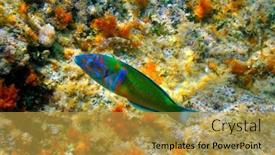  Presentation with fishes - 