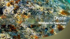  Presentation with fishes - PPT layouts with underwater image of tropical fishes background and a  colored foreground