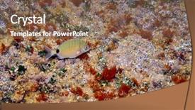  Presentation with fishes - Slide set consisting of underwater image of tropical fishes background and a  colored foreground